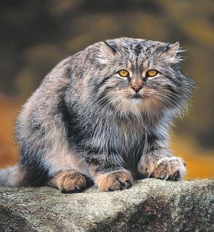 Les Veillées des Chaumières 3684 Le manul, le chat qui fait grise mine