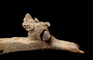 Guerres & Histoire 87 Cette côte humaine percée d'une flèche de silex