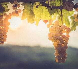 Gourmand 507 LE VIN : la passion qui nous lie