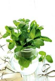 Gourmand 508 2 RECETTES FRAÎCHES AVEC… La menthe verte
