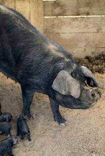 Gourmand 508 Le porc noir, trésor gascon d'exception