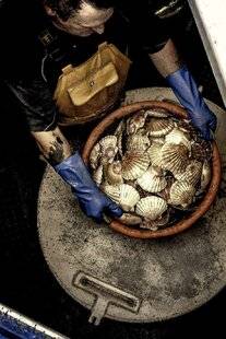 Gourmand 513 La coquille saint-jacques, un trésor normand