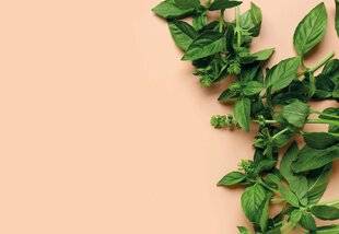 Gourmand 518 Le basilic