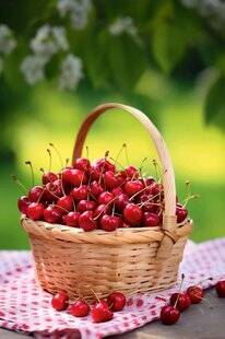 Gourmand 519 La cerise perle de l'été