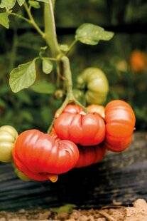 Gourmand 520 La tomate, joyau de Marmande