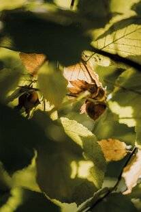 Gourmand 524 La noisette du Gers dans tous ses états