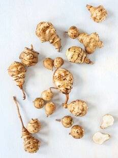 Gourmand 527 Le topinambour