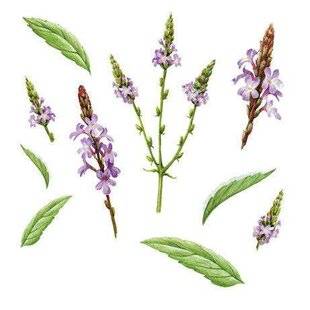 Gourmand 528 NOS DESSERTS AUX AGRUMES Un zeste de bonheur