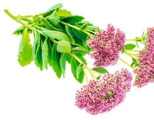Hors Série 27 3 plantes pour retrouver son calme