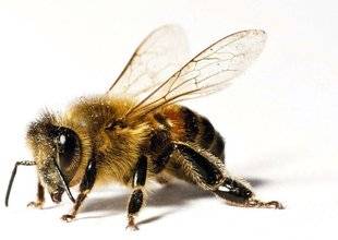 Hors Série 27 L'abeille fait des merveilles