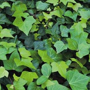 Hors Série 51 LES PLANTES stars anti-capitons