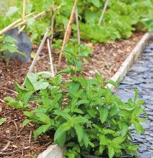 Hors Série 55 À la découverte de la MENTHE POIVRÉE