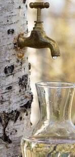 Hors Série 63 PRÉVOIR SA CURE DE SÈVE DE BOULEAU