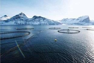 Vital Food 20 Des saumons SANS ANTIBIO