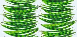 Vital Food 20 Je planque les haricots verts