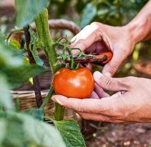 Vital Food 43 ROUGE COMME UNE TOMATE
