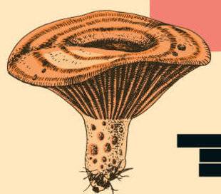 Vital Food 44 Les champignons, régal de saison