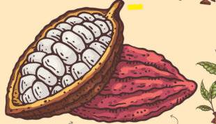 Vital Food 45 C'est fort en chocolat