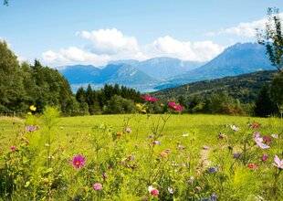 Vital Food 46 Des tisanes au vrai goût de plantes