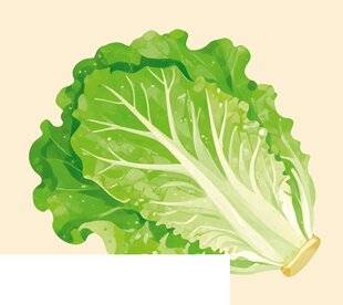 Vital Food 47 NOS SALADES LÉGÈRES MAIS COMPLÈTES