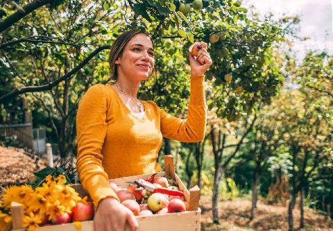 Vital Food 48 POMME DE REINETTE ET POMME D’API…