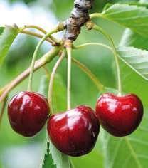 Hors-Série Jeux 49 AVEC DES CERISES, JE CUISINE…