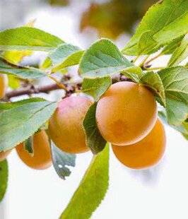 Hors-Série Jeux 80 AVEC DES MIRABELLES DE LORRAINE, JE CUISINE…