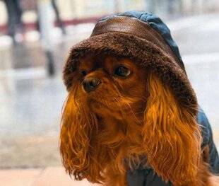 Hors-Série Jeux 83 A ccros à leurs ANIMAUX !