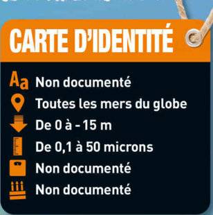 Hors-Séries 24 LE PHYTOPLANCTON