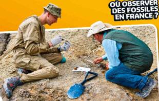 Hors-Séries 44 CHASSEUR DE FOSSILES !