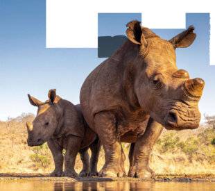 Hors-Séries 46 LA BÊTE À CORNES