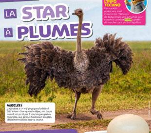 Hors-Séries 46 LA STAR À PLUMES