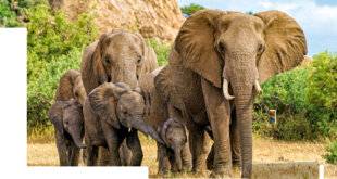 Hors-Séries 46 LE ROI DU PODIUM