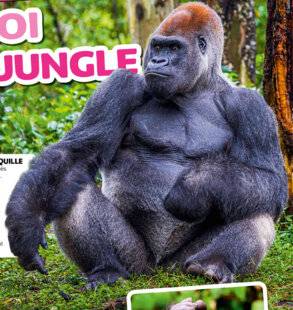 Hors-Séries 46 LE ROI DE LA JUNGLE