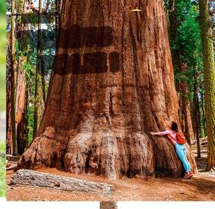 Hors-Séries 46 FORÊTS DE FOLIE !