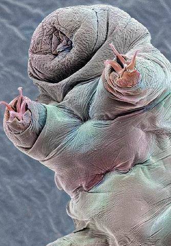 Hors-Séries 48 LE TARDIGRADE