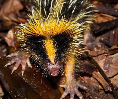 Hors-Séries 48 LE TENREC ZÉBRÉ