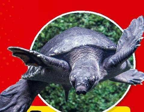 Hors-Séries 48 3 ESPÈCES BIZARROÏDES À VOIR PRÈS DE CHEZ TOI !