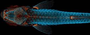 Science & Vie Photo 10 Le tout petit monde de Nikon