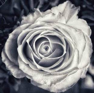 Science & Vie Photo 3 ROSE MOULUE