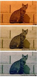 Science & Vie Photo 3 Le format RAW permet-il une correction absolue de la balance des blancs ?