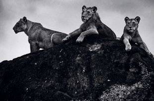 Science & Vie Photo 4 «LIONS» LAURENT BAHEUX