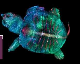 Science & Vie Photo 5 TORTUE FLUO