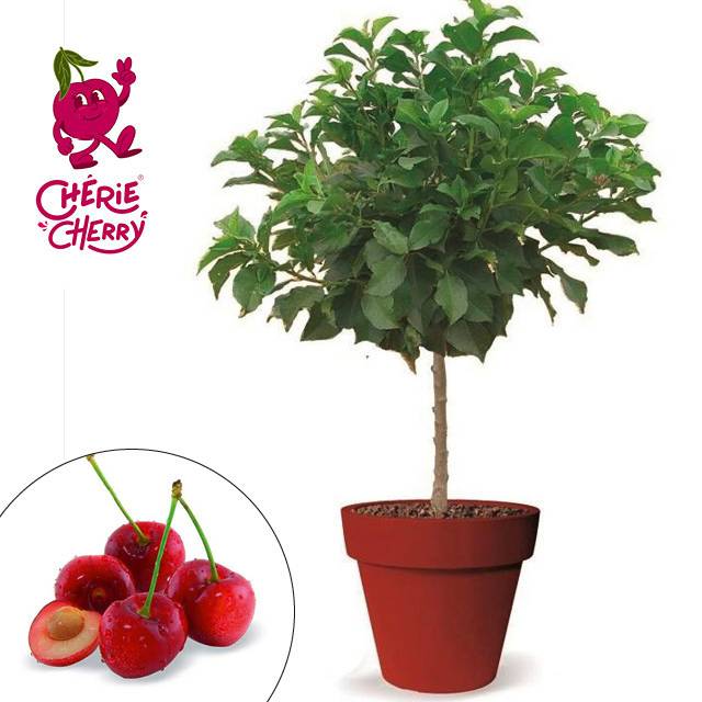 Plante - Cerisier nain "Chérie Cherry"