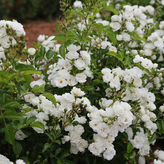 Rosier Pretty Polly® White