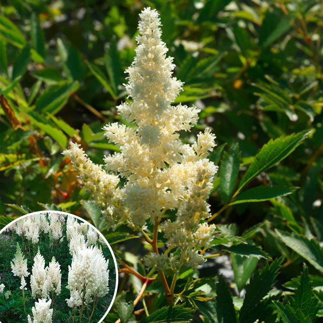 Lot de 2 plantes - Astilbe ‘Weisse Gloria’