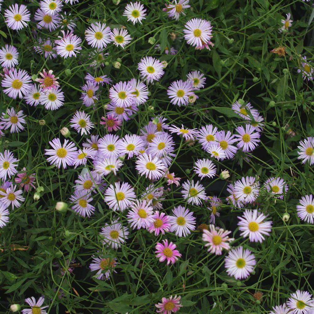 Vergerette de Karvinski ‘Lavender Lady’®
