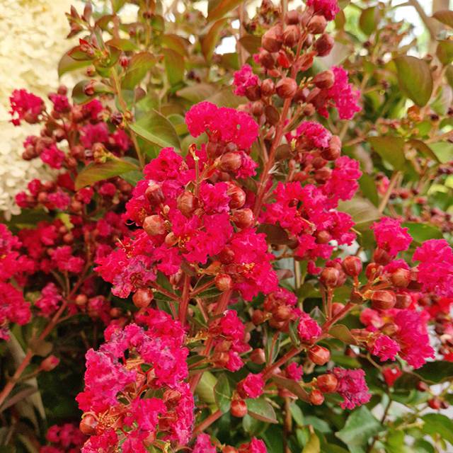 Plante - Lilas des Indes Dynamite