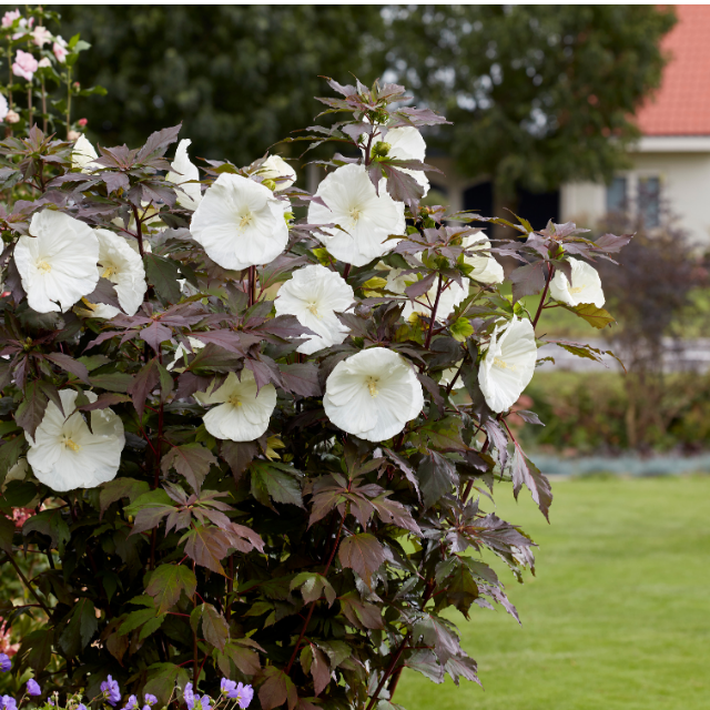 HIBISCUS DES MARAIS CAROUSEL (R) GHOST