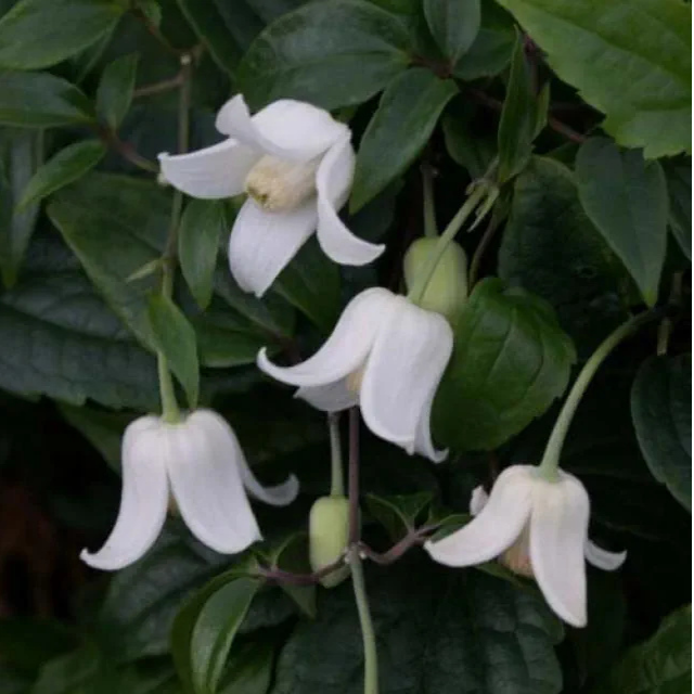 CLÉMATITE 'WINTER  BEAUTY'